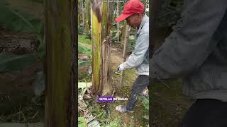 Siklus Unik Pohon Pisang: Berbuah Sekali, Tumbuh Kembali