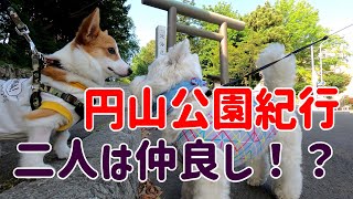 【コーギー】円山公園でお散歩だワン(子犬のラビー)／Hokkaido Sapporo Maruyama Park Walk Corgi