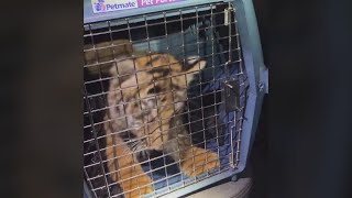 Feds investigate larger potential exotic animal smuggling ring