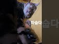 전기장판 켰더니 코골고 자는 보리ㅣ 뱅갈고양이 cat shrotsyt 일상브이로그