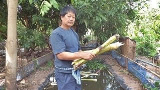 เทคนิคปรับสภาพน้ำในบ่อปลาในช่วงหน้าฝน