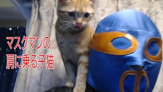 ニセ覆面レスラーの肩に乗る猫