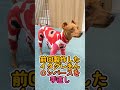 おっさんが作る犬服 2着目 ロンパース ミニピン用 shorts ミニピン ミニピン服