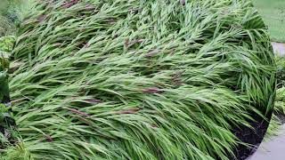 Japanese forest grass (Hakonechloa macra) - Plant identification