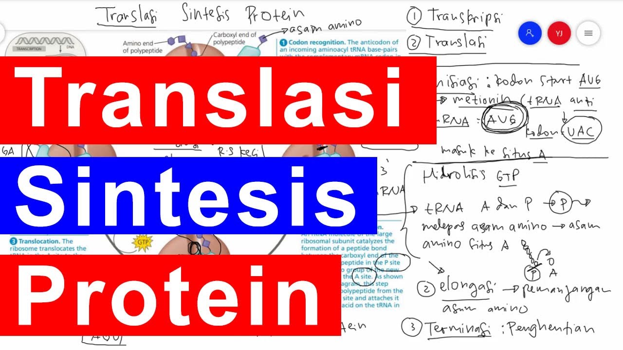 Tahapan Proses Translasi Sintesis Protein - YouTube