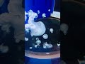 なんか癒やされるくらげ　 shorts 水族館　 くらげ