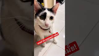 เคยสำนึกบุญคุณบ้างมั้ย😤 #ทาสแมว #ป๊อบคอร์นแมวเถียงเก่ง #แมว #cat #shorts