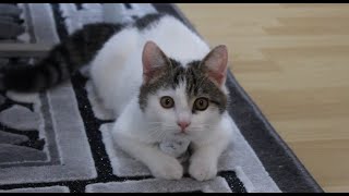 Futterschrank für Katzen  einfach selber machen / DIY-Simply make your own food cabinet for cats