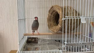 文鳥  あずきがお引越ししました　Java sparrow