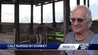 ash calf nursed by donkey pkg