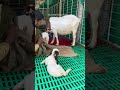 இளம் குட்டிகள் பராமரிப்பு.. boer boergoats goatfarm goatfarming viral trending farmlife