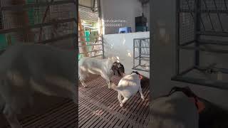 இளம் குட்டிகள் பராமரிப்பு..#boer #boergoats #goatfarm #goatfarming #viral #trending #farmlife