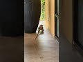 monitor lizard walks through villa in weligama sri lanka