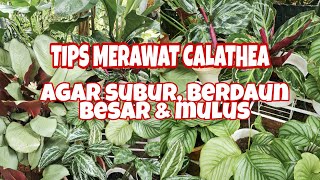 TIPS MERAWAT CALATHEA AGAR RIMBUN, BERDAUN BESAR DAN MULUS