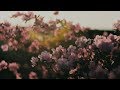 Shingo Nakamura - Sapporo [Silk Music]
