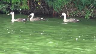 【エサ食いバトル】カルガモたちがエサを見つけたら超素早く食べていきます　９月２１日の浮間公園の鳥３（２０２３年９月２１日（木）撮影）