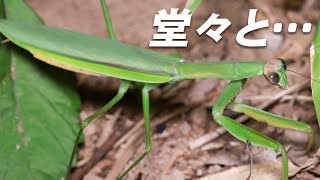 カマキリだって遊歩道が歩きやすい【オオカマキリ】