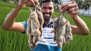 Rat hunting and cooking | நெல் வயல் எலி வேட்டை |  Cooking rat curry | Tamil village food