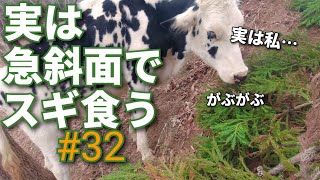 何でも食う牛【DIY山づくり】放置山林を牧場に#32　山地酪農　珠の牧