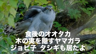 オオタカの休憩 ジョビ子ヤマガラ タシギ 水元公園の野鳥