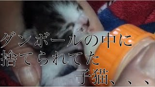 【保護猫】ダンボールに入れられて捨てられてた子猫