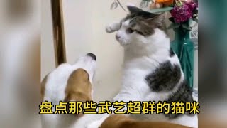 众所周知，猫咪本来就会武功