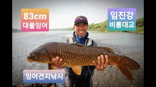 잉어낚시 amazing Carpfishing 임진강 8짜 대물잉어를 비룡대교여울에서 견지낚시로 만나다.