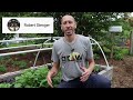 How to Grow Lettuce, Complete Growing Guide