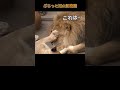 育児は忍耐 with daddy ＃ライオン レイオリトイオ＃ファミリー 旭山動物園 かわいい ＃lion asahiyamazoo shorts cute かわいい big cat