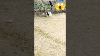 funny animal vedios😂 || Animal😍#shorts #trending #minivlog