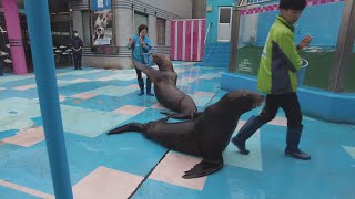 トドのお食事タイム　伊勢シーパラダイス　22.10.31