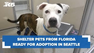 Shelter pets from Florida ready for adoption in Seattle