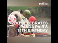 taipei zoo celebrates panda pair s 15th birthday cctv english