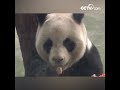 taipei zoo celebrates panda pair s 15th birthday cctv english