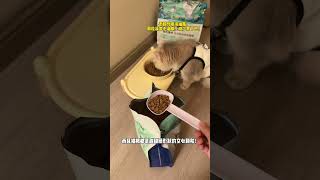 【#薄荷猫猫甜不甜】小猫长的乖和性格乖那个更受欢迎? #万物可爱计划 #蓝氏猫粮#乳鸽猫粮#猫粮推荐