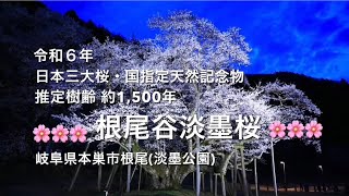 🌸🌸🌸令和６年・根尾谷淡墨桜・日本三大桜・推定樹齢約1,500年、国指定天然記念物・岐阜県本巣市根尾🌸🌸🌸