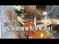 도마뱀 탕후루 먹방