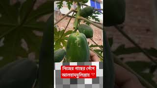 নিজের গাছের পেঁপে আলহামদুলিল্লাহ #vairalvideo #shortfeed #shorts