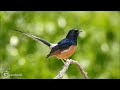 amazing white rumped shama bird song singing and chirping