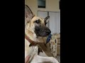 german shepherd talking