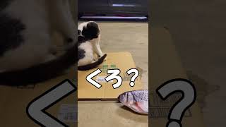 動く魚のおもちゃに見向きもしない猫くろ泣