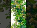 Pear Garden 🙄🙄#makeoverbysrishty #ytshorts #shorts #fruit #nature #shortvideo #trending