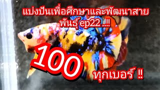 แบ่งปันเพื่อศึกษาและพัฒนาสายพันธุ์ ep22 ..!! #bettafish #betta #ปลากัดสวยงาม #ปลากัด