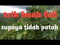 cara mengatasi kopi buah full agar tidak patah