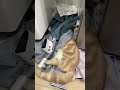 主人の臭いがついた洗濯物をこよなく愛する猫🐱