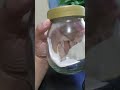 Germinate Rambutan seed