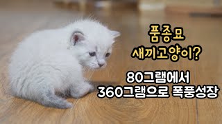 길에서 데려왔는데 품종묘 새끼고양이 같아요…