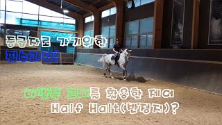 [바깥고삐] 2. 바깥쪽 고삐로 제어 그리고 Half Halt란?