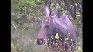 Skogens konge - Øyvind drar på tur i skogen og fanger elg på film