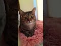 Муж объяснил кошке кто главный в доме 🤣 cat animals cutecat приколыскотами котики юмор